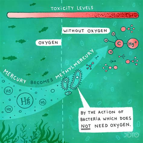 What Is Methylmercury And How Is It Formed Voice Of The Ocean