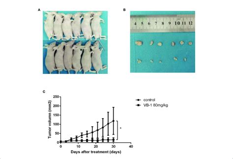 Vb Can Inhibit Tumor Growth In A Xenograft Tumor Model A