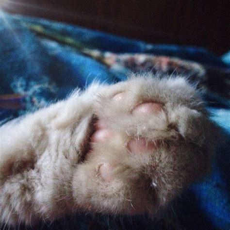 A Close Up Of A Cat S Paw With Its Eyes Closed On A Blanket