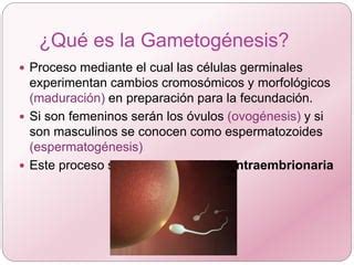 Embriolog A Gametog Nesis Uv Odontologia Ppt Descarga Gratuita