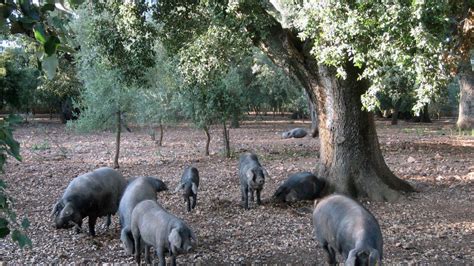 El Fogaiba Ha Abonat Milions D Euros En Ajudes Al Sector Primari De