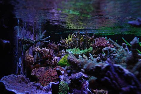 Dosing Your Reef Tank An Essential Guide For Beginner Aquarists