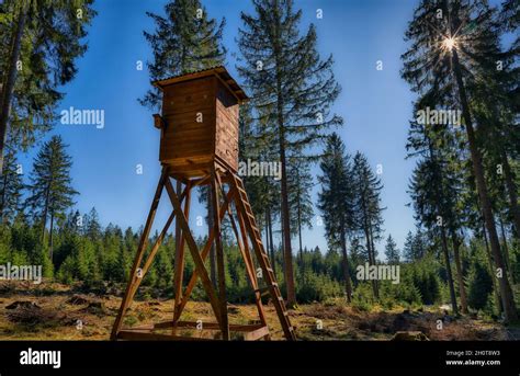 Wooden Hunting Tower In The Forest With Dense Spruce Trees Under A Blue