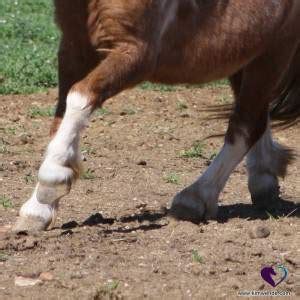 Miniature Horse Care and Feeding