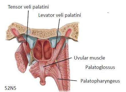 Velar Muscles Flashcards Quizlet