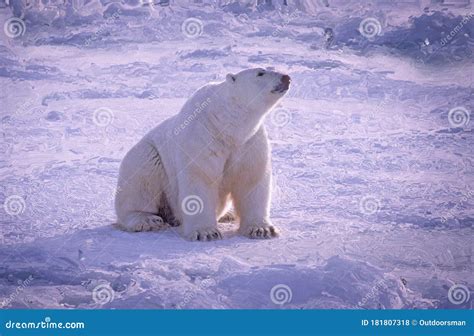 Large Male Polar Bear Sitting on Snow in Canadian Arctic,photo Art ...