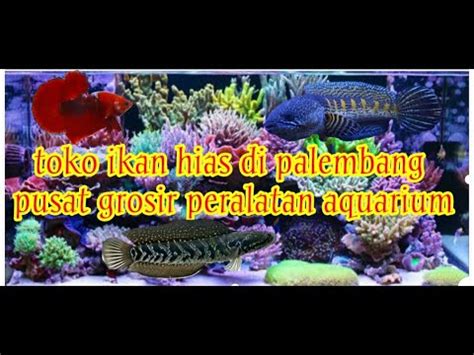 Toko Grosir Ikan Hias Di Palembang YouTube