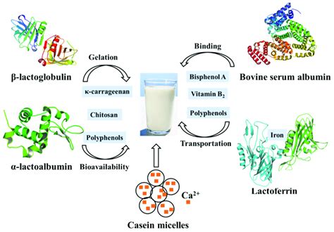 Main Proteins In Milk And Their Contributions To The Quality Of Dairy Download Scientific