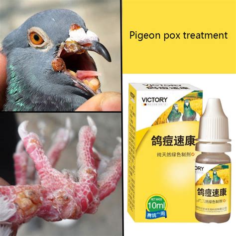 Pigeon Pox Sukang Pigeon Pox Treatment Pigeon Nutritional Supplements ...