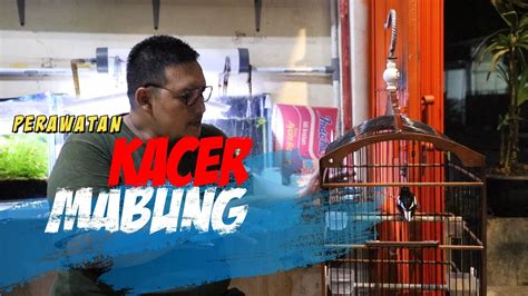 Perawatan Kacer Mabung Total Agar Cepat Ganti Bulu YouTube