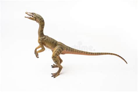 Dinosaurio De Compsognathus En El Fondo Blanco Imagen De Archivo Imagen De Verde Dinosaurio