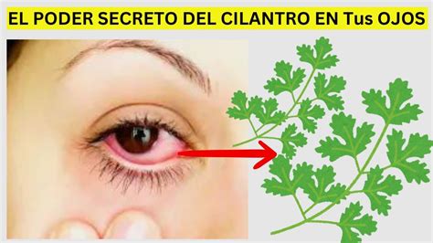 Cu L Es El Poder Secreto Del Cilantro What S The Secret Power Of