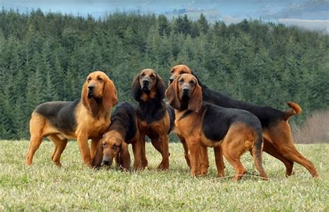 From Tawny To Tri-Color: Decoding The Spectrum Of Bloodhound Coats