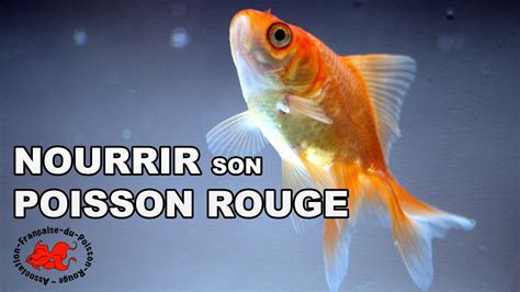 Nourriture Poisson Rouge Fait Maison Ventana Blog