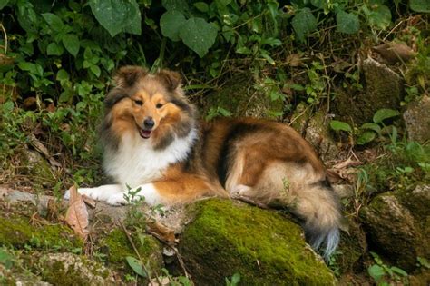 Lindo Perro Pastor De Shetland Sable Foto Premium