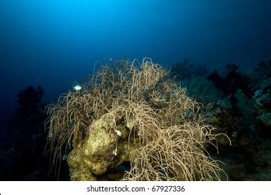 Horny Coral Photos And Images Shutterstock