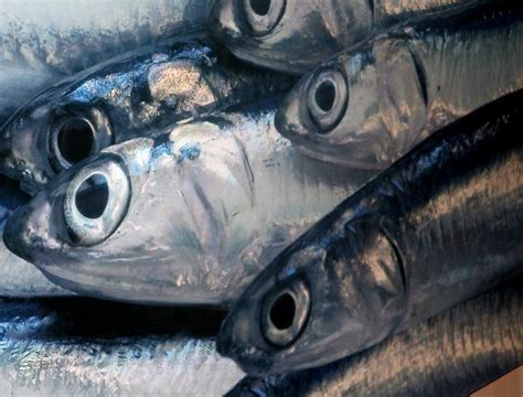 Al Mercato Del Pesce Quattro Regole Da Seguire Negli Acquisti Pesce