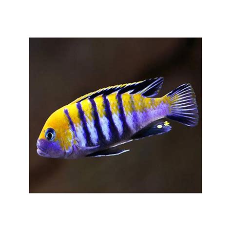 Cynotilapia Afra Cobue Le Couple Cm