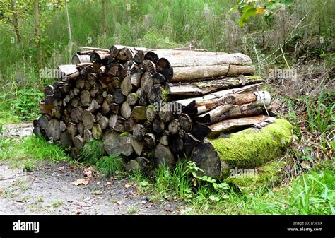 Árbol cortar troncos de árboles forestales de la industria de