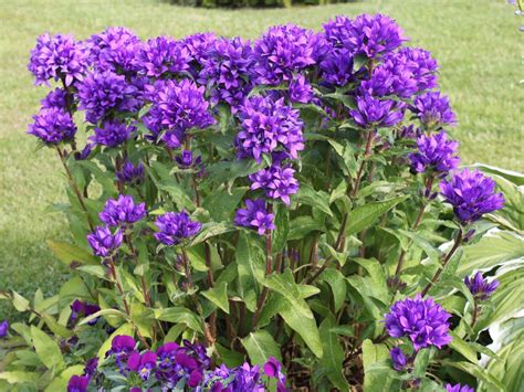 Campanula Glomerata Superba Campanula Bellflower Flower Garden