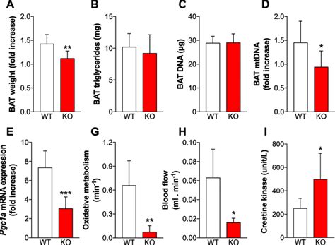 Loss Of Ucp Impairs Cold Induced Bat Thermogenesis A Increase In