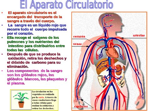 Anatomia Aplicada Bloque Sistema Cardiovascular La Sangre Y El The