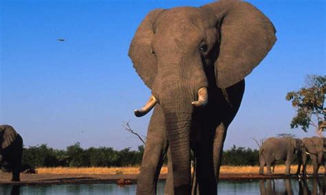 African Savanna Elephant | Photos | WWF