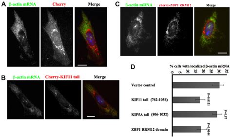 Impairing The In Vivo Interaction Of Zbp With Kif Delocalizes