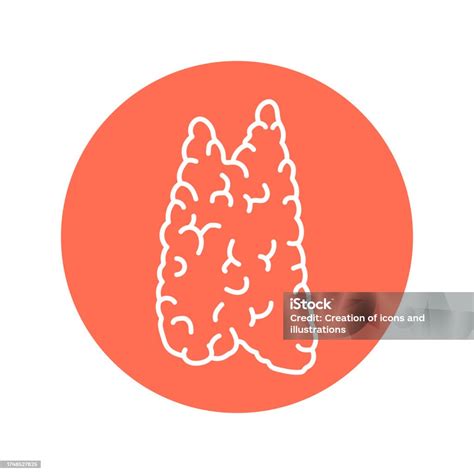 Thymus Color Line Icon Endocrine System Stock Illustration Download