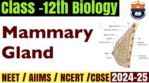 Mammary Glands Diagram Of Mammary Gland Human Reproduction Class