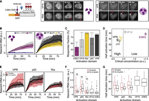 Transcription Activation Is Enhanced By Multivalent Interactions