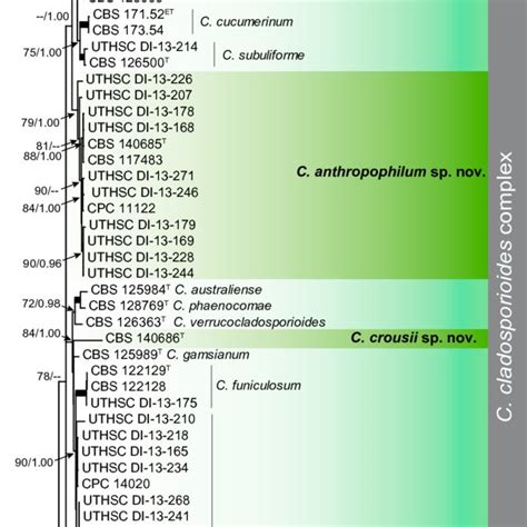 Cladosporium Crousii Cbs 140686 A C Colonies On A Pda B Sna