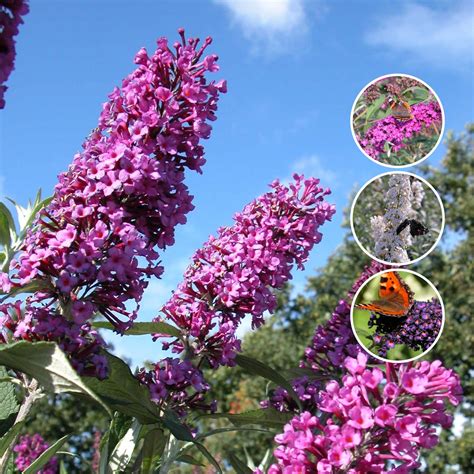 Gartenkrone Sommerflieder Buddleja Davidii Bl Tter Gr N Bl Ten