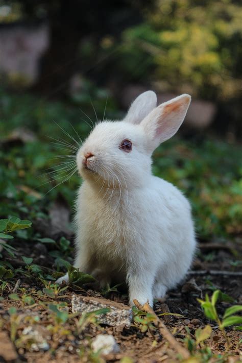 Rabbit Vaccines