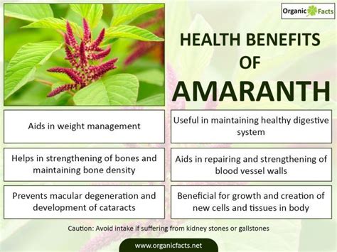 13 Best Health Benefits Of Amaranth Health Amaranth Health Benefits