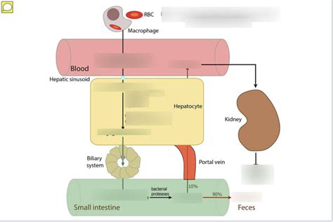 Bilirubin Elimination Diagram Quizlet