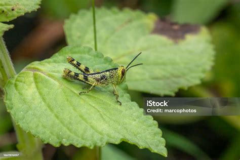 Giant Grasshopper Giant Grasshopper Stock Photo - Download Image Now ...