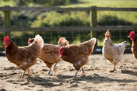 Victoria de las gallinas ponedoras - Certified Humane Latino | Bienestar animal