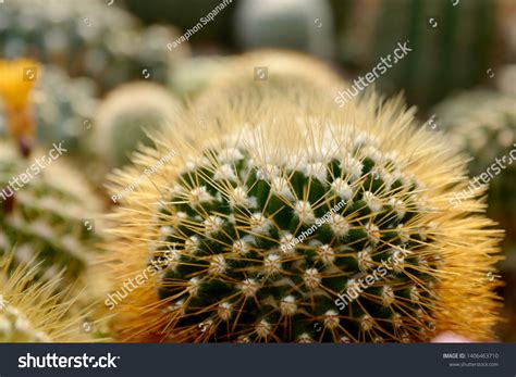 Mammillaria Nivosa Plant Growing Garden Stock Photo 1406463710