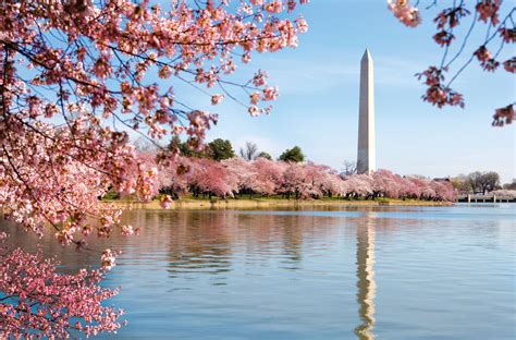 Cherry Blossom Festival Wallpapers - Top Free Cherry Blossom Festival