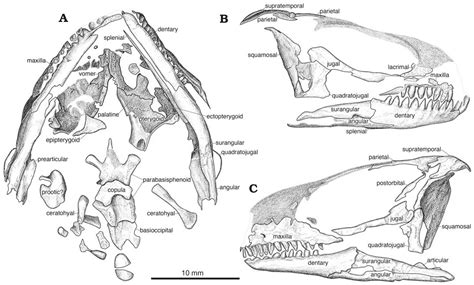 The Postcranial Skeleton Of The Early Triassic Parareptile Sauropareion