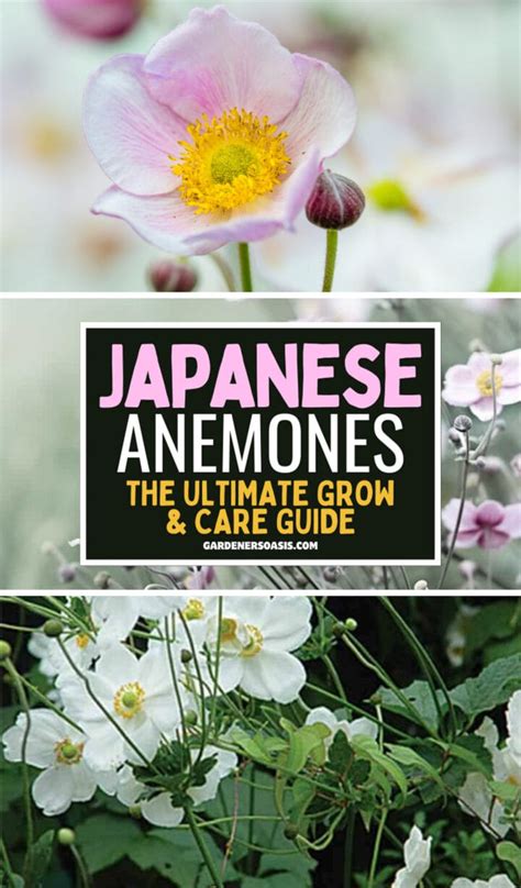 Japanese Anemones How To Grow And Care For These Fall Blooming Flowers