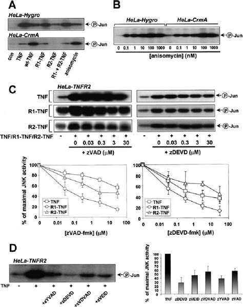 Tnf Induced Jnk Activity In Hela Cells Is Caspase Sensitive A Jnk