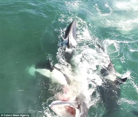 Video Shows Orcas Hunt Down And Kill Minke Whale Daily Mail Online