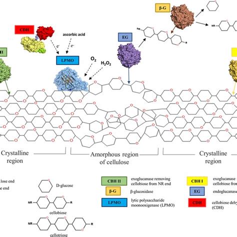 Scheme Of The Enzymatic Degradation Of Cellulose Chain Via Synergistic