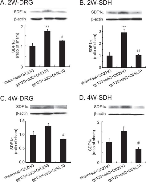 Il 10 Mediated By Herpes Simplex Virus Vector Reduces Neuropathic Pain Induced By Hiv Gp120