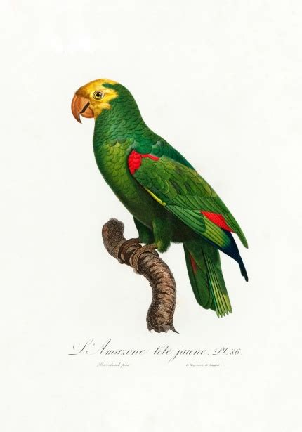 Vintage Bird Parrot Illustration Free Stock Photo Public Domain Pictures