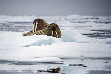 Un Par De Moras En El Océano ártico Alto Descansando Sobre El Hielo