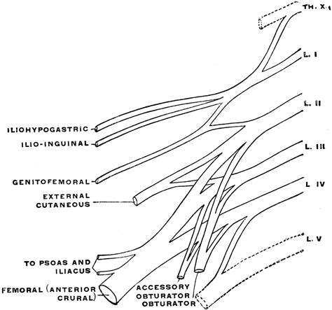 Lumbar Plexus Clipart Etc