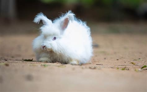 Angora Konijn Konijnenras Met Bijzonder Zachte Vacht Dierennieuwsnl